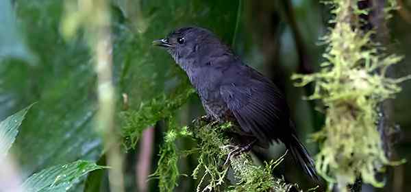 纳里尼奥窜鸟 Nariño Tapaculo