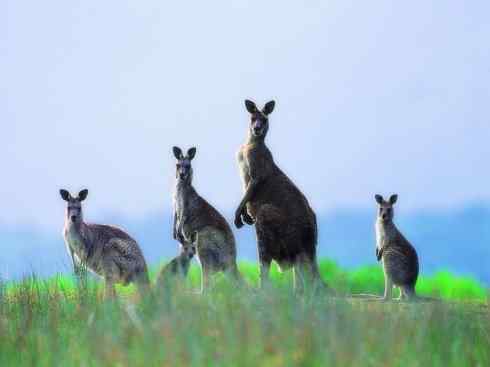 动物世界：山寨还是原创之八