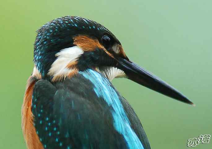 圆明园拍鸟——美丽机敏的小翠