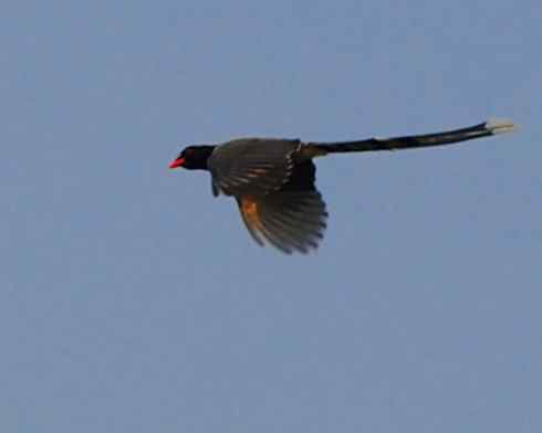 红嘴蓝鹊（组图，9张图片）