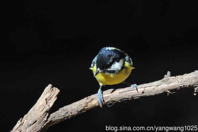 雄性黄腹山雀(2) 雄性黄腹山雀(2)