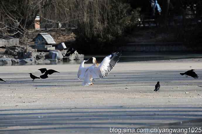鹈鹕(大白)飞去 鹈鹕(大白)飞去