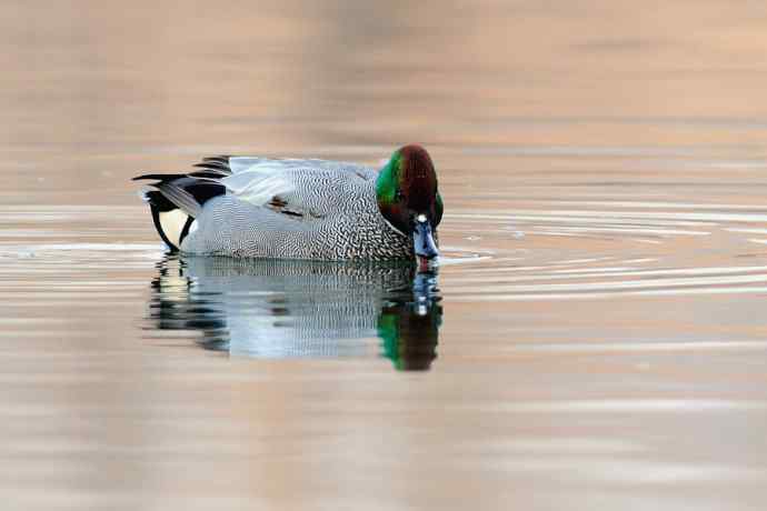 唐罗鸭 wbr八百里加急★