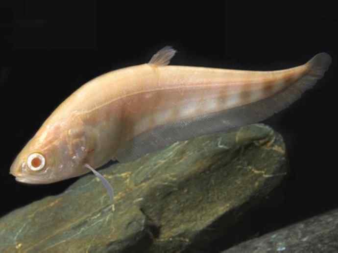 鱼类活化石：铠甲弓背鱼
