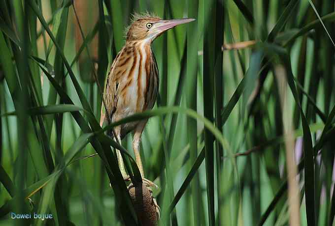 苇丛间的黄小鳽