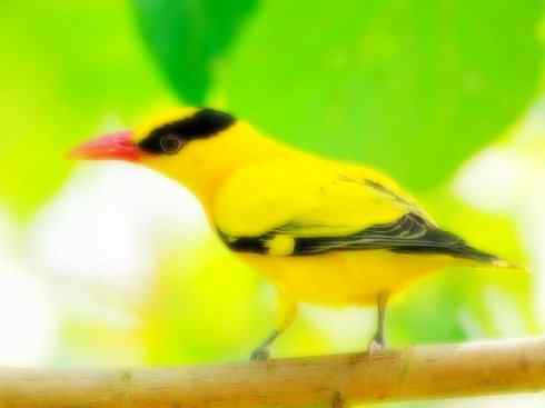 家禽驯化之源之三十一(红嘴蓝鹊、朱鹂、黄鹂)