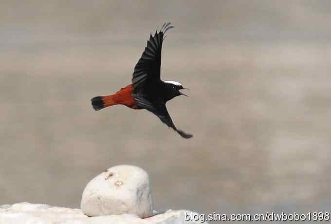 白顶溪鸲 wbr在水一方