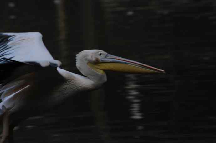 再拍大鹈鹕 wbr wbr4 再拍大鹈鹕 wbr wbr4