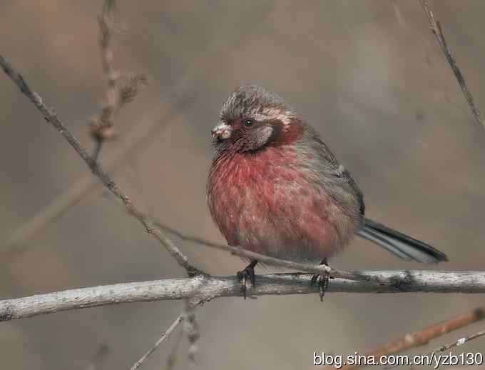 进步版鈥湷の踩糕潱ㄗ橥迹8张图片）