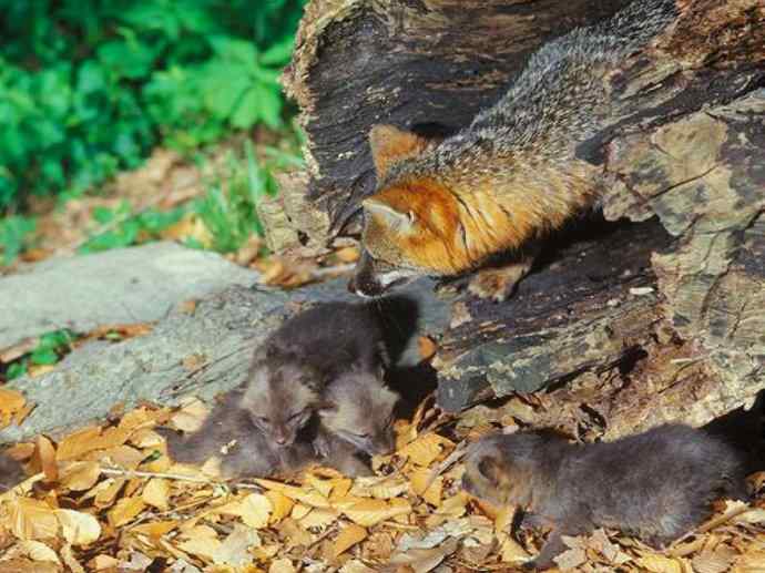 犬科：狐亚科灰狐属之灰狐、岛屿灰狐