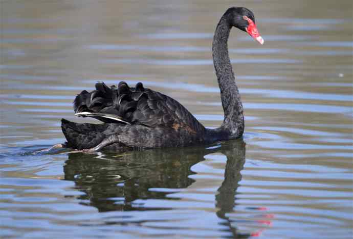 圆明园黑天鹅和她新出生的小宝宝