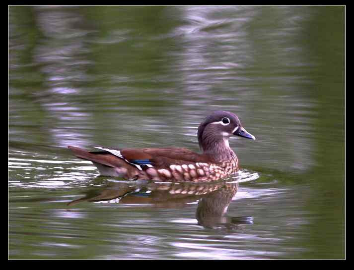 武汉观鸟会初级观鸟讲座[第8课]——水鸟识别入门