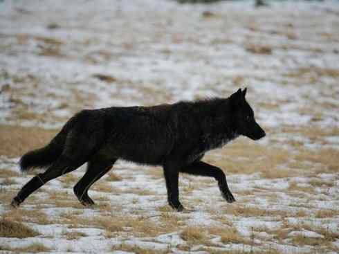 犬科：犬亚科犬属之灰狼