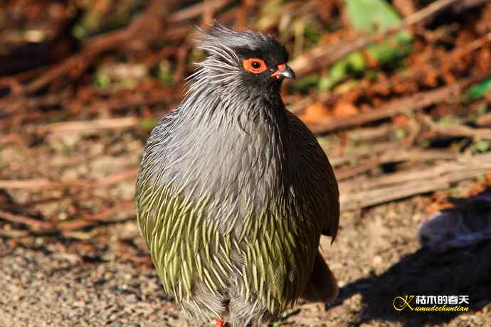 帕姆岭拍鈥溠翕