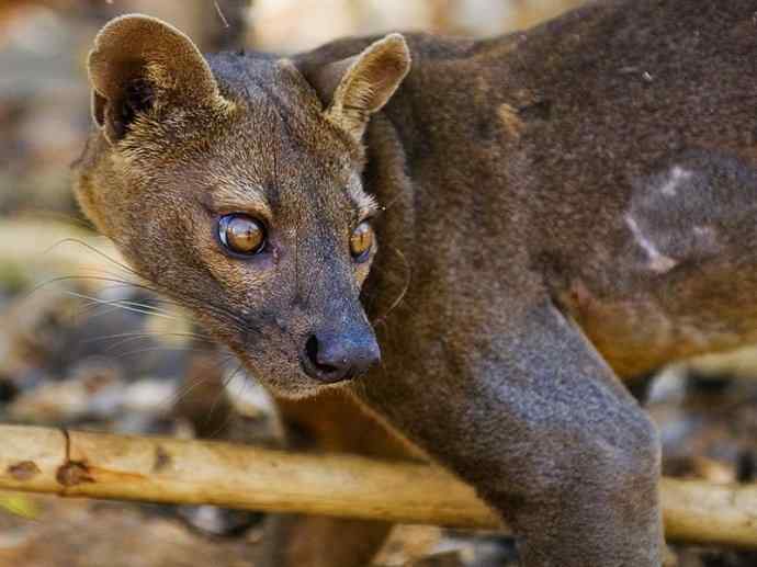 犬科：犬亚科犬属之西门豺、侧纹豺（胡狼类）
