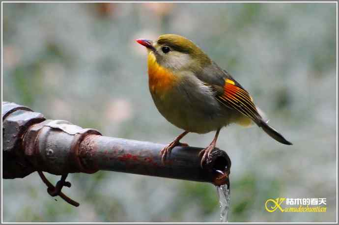 相思【照片】 相思【照片】