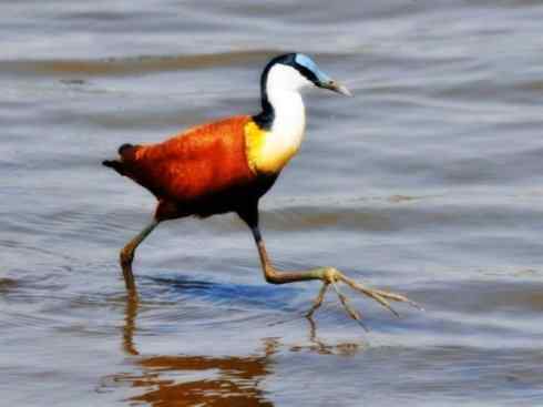 奇特的盔：非洲雉鸻