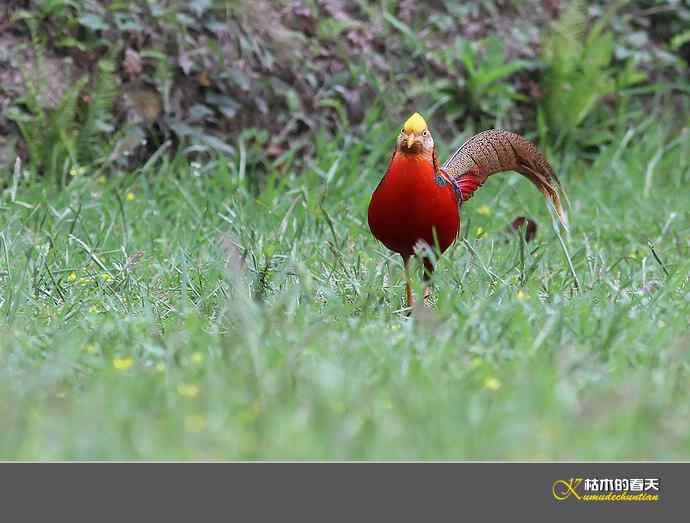 凤凰传说鈥斺敽旄菇跫
