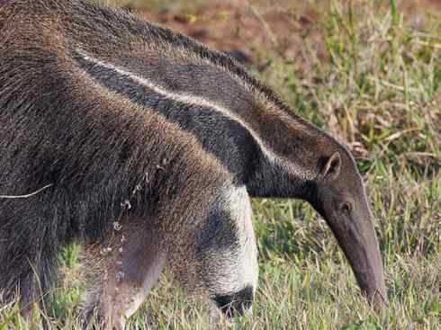 盘点十二大著名食蚁动物:食蚁兽 盘点十二大著名食蚁动物:食蚁兽