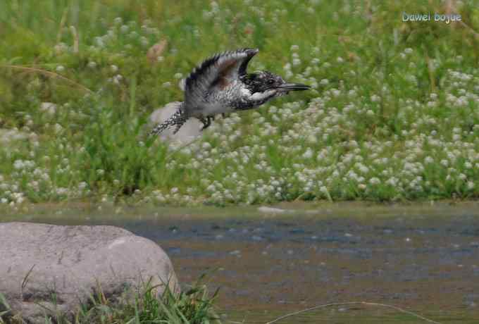 十渡的黑鹳和苍鹭