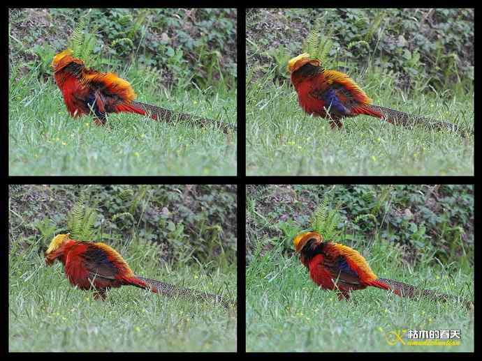 凤凰传说鈥斺敽旄菇跫