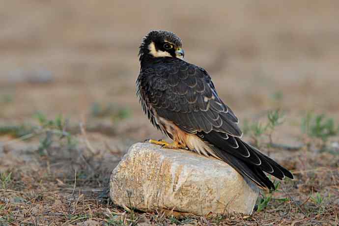 弱肉强食（杀戮吞噬篇）