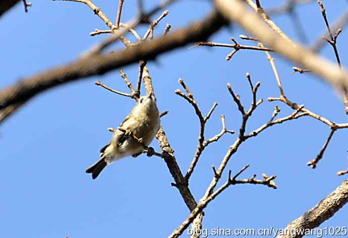 高枝头的戴菊鸟 高枝头的戴菊鸟