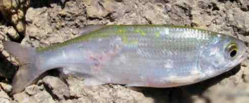 鱼类活化石：月眼鱼
