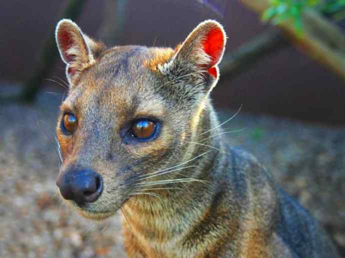 犬科：犬亚科犬属之西门豺、侧纹豺（胡狼类）