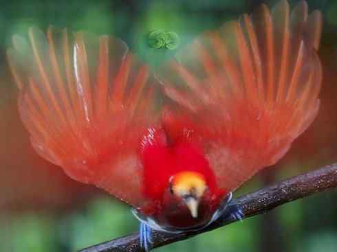 美丽无罪：雀鸟之极乐鸟