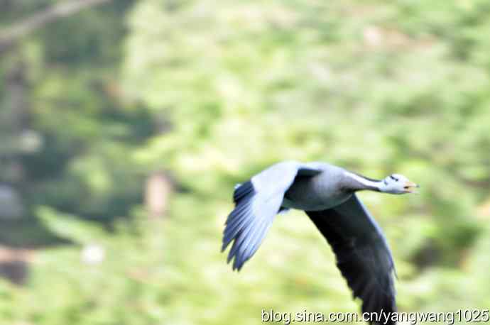 飞(斑头雁) 飞(斑头雁)