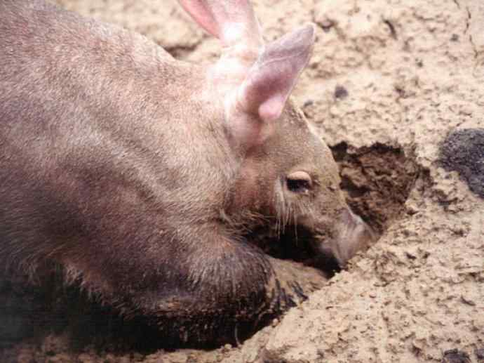盘点十二大著名食蚁动物：土豚