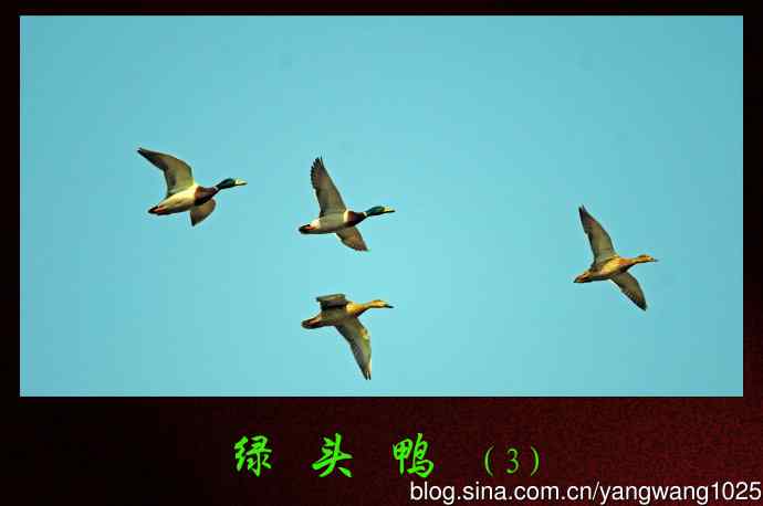 北京动物园的鸟类——绿头鸭(3)