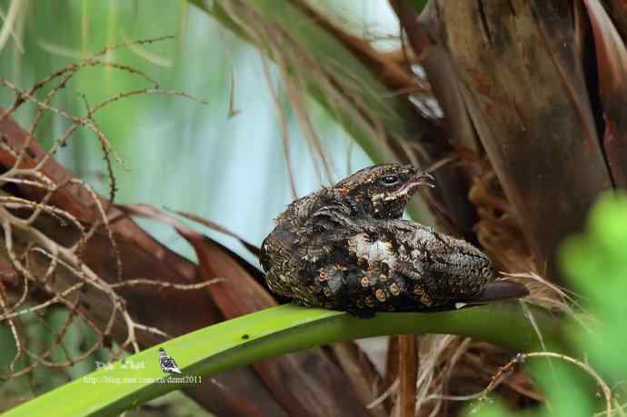 中秋节收获普通夜鹰
