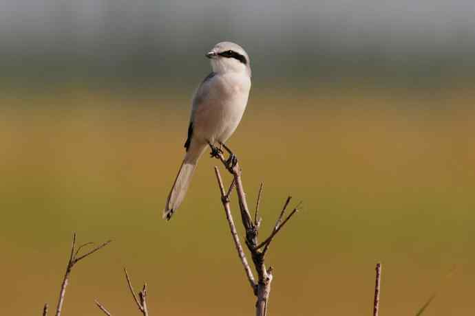 阿穆尔隼：野鸭湖黎明观猛*