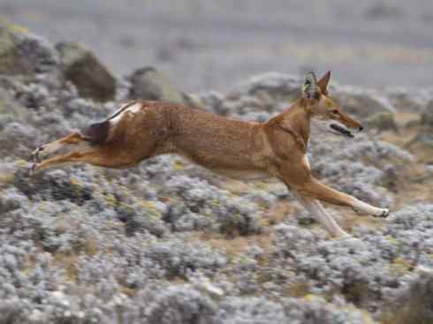 犬科：犬亚科犬属之西门豺、侧纹豺（胡狼类）