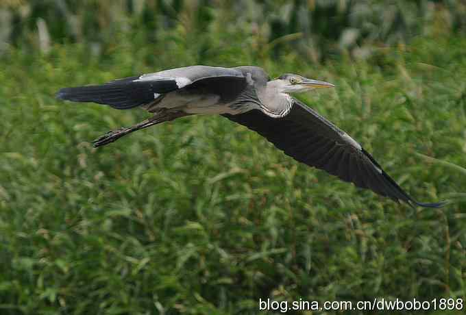 飞翔的苍鹭