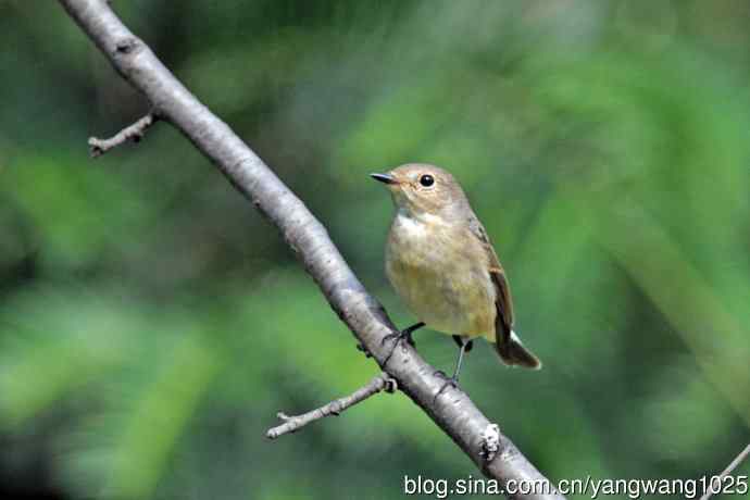 秋天的红喉姬鹟（8）