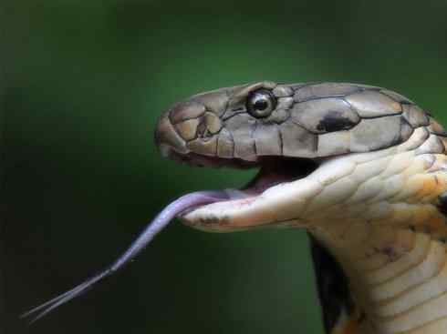 龙:传说的兽原型探秘(眼睛蛇类) 龙:传说的兽原型探秘(眼睛蛇类)