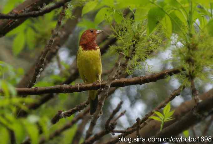春深好鸟多 春深好鸟多