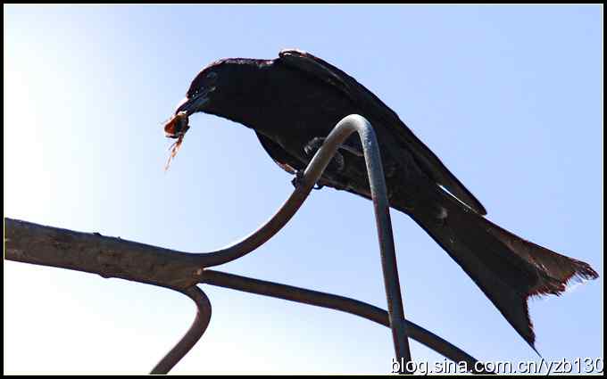 金海湖的鸟（1）鈥斺敽诰砦玻ㄗ橥迹