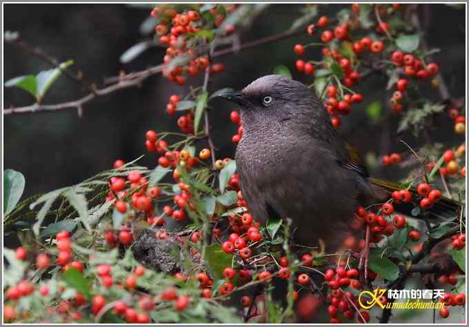噪鹛系列之二：橙翅噪鹛【照片】