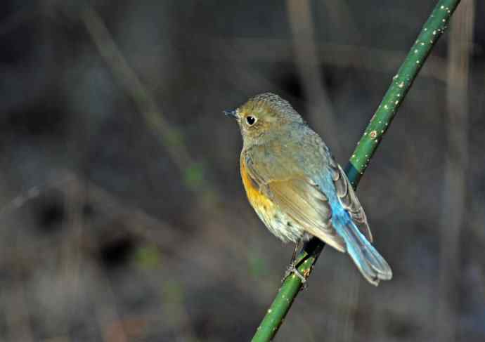 雌性红胁蓝尾鸲(40)