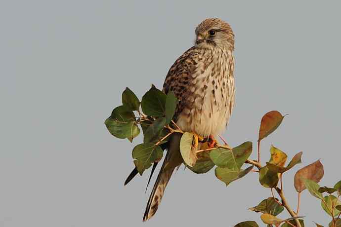 稳坐食物链高端的红隼（摄于康西草原）