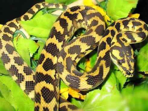 龙:传说的兽原型探秘(树蟒类) 龙:传说的兽原型探秘(树蟒类)