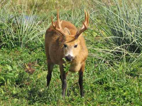麒麟：传说的兽原型探秘（驼鹿）