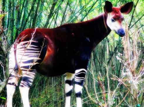 独角兽：传说的兽原型探秘（霍加狓）