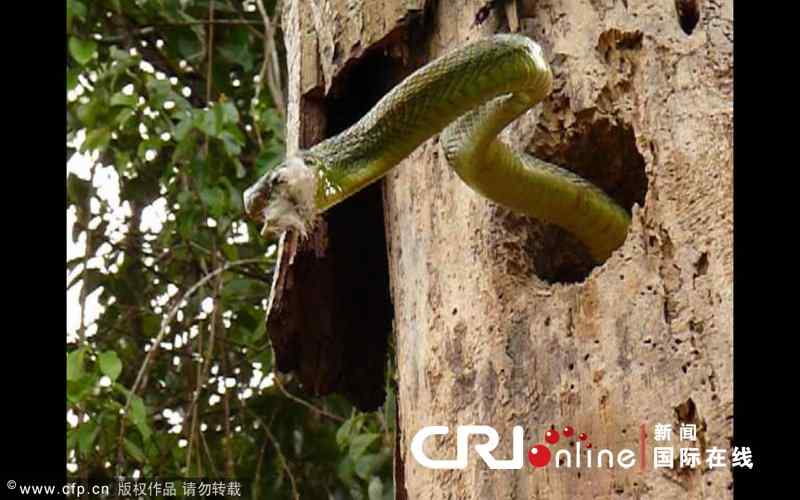 【视频】勇敢的啄木鸟 敢于和蛇战斗 【视频】勇敢的啄木鸟 敢于和蛇战斗