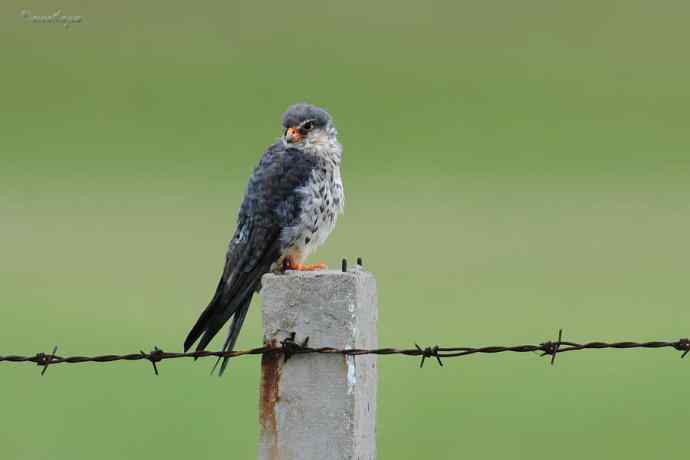 【综合】草原猛禽