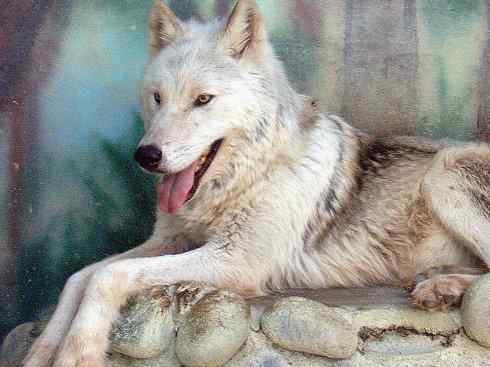 犬科:犬亚科犬属之郊狼、红狼 犬科:犬亚科犬属之郊狼、红狼